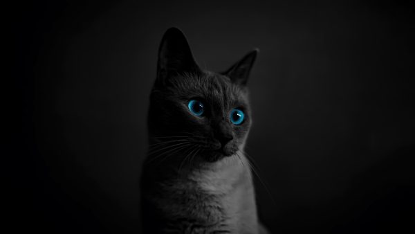 demo meysam - Image 2